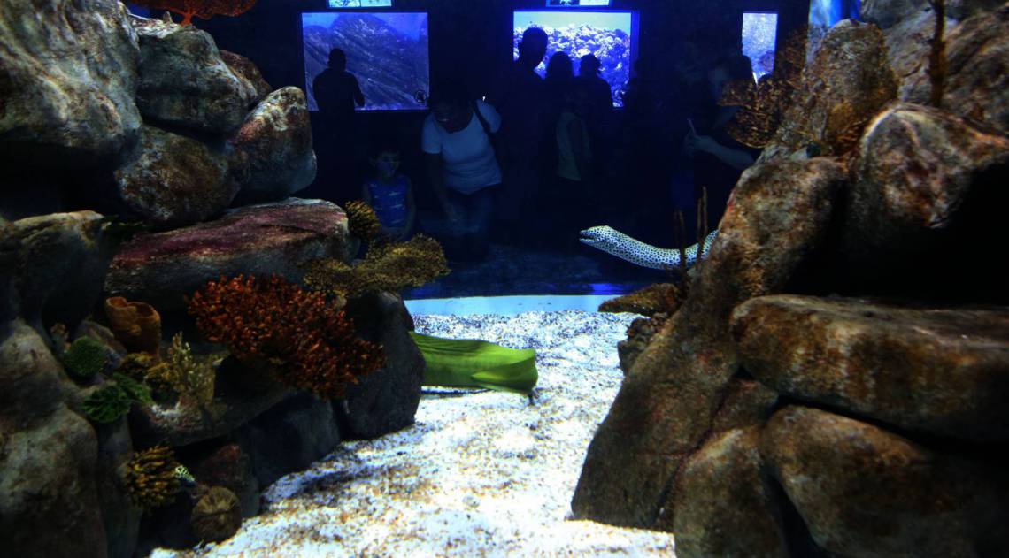 Rio,15/08/2020 -COVID-19 -CORONAVIRUS,GAMBOA,Aquario Marinho, Reabertura segura e gladual do AquaRio.Na foto,pessoas durante a visita no Aquario.Foto: Cleber Mendes/Ag&ecirc;ncia O Dia