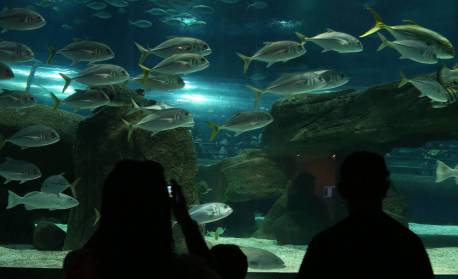 AquaRio completa 4 anos de abertura e presenteia visitantes com festa debaixo d’água e desconto nas tarifas