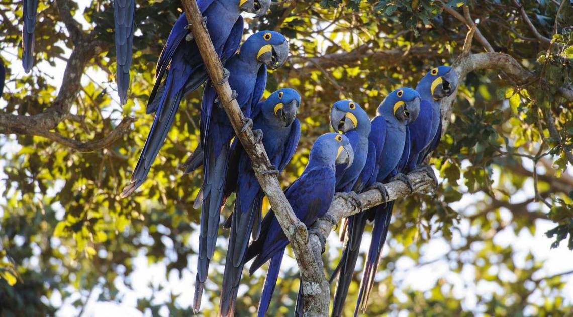 Araras-azuis do Pantanal