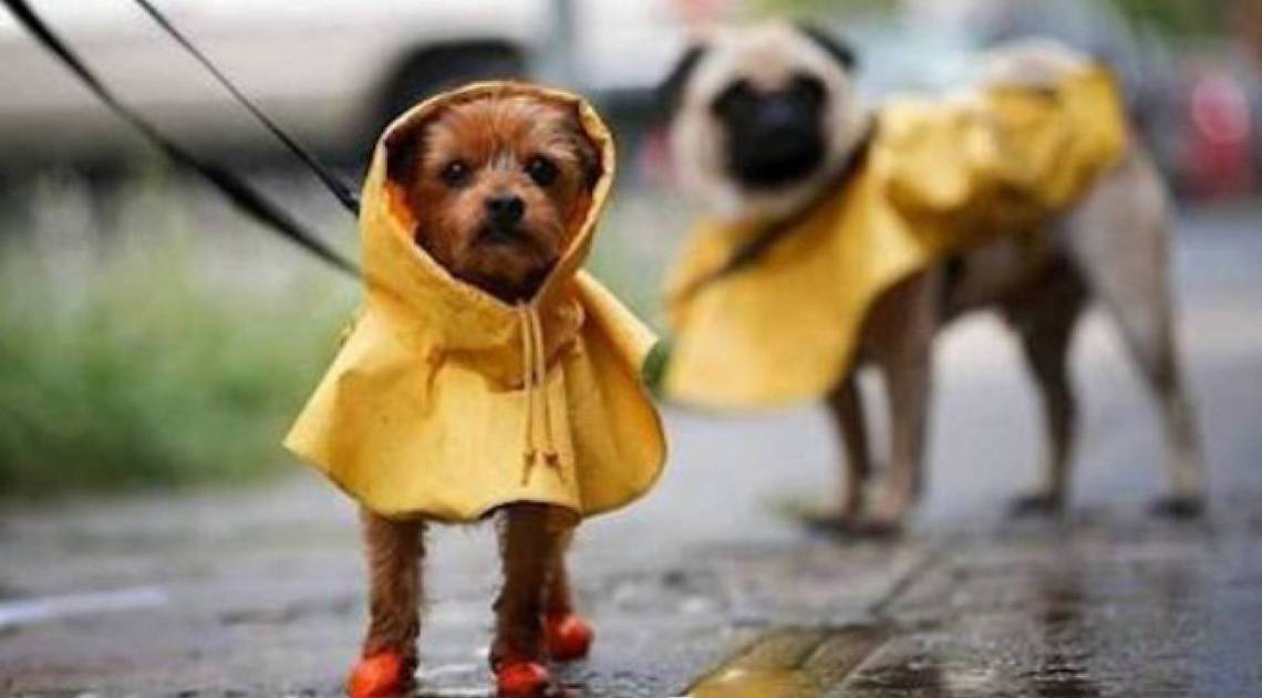 Proteção canina para a chuva