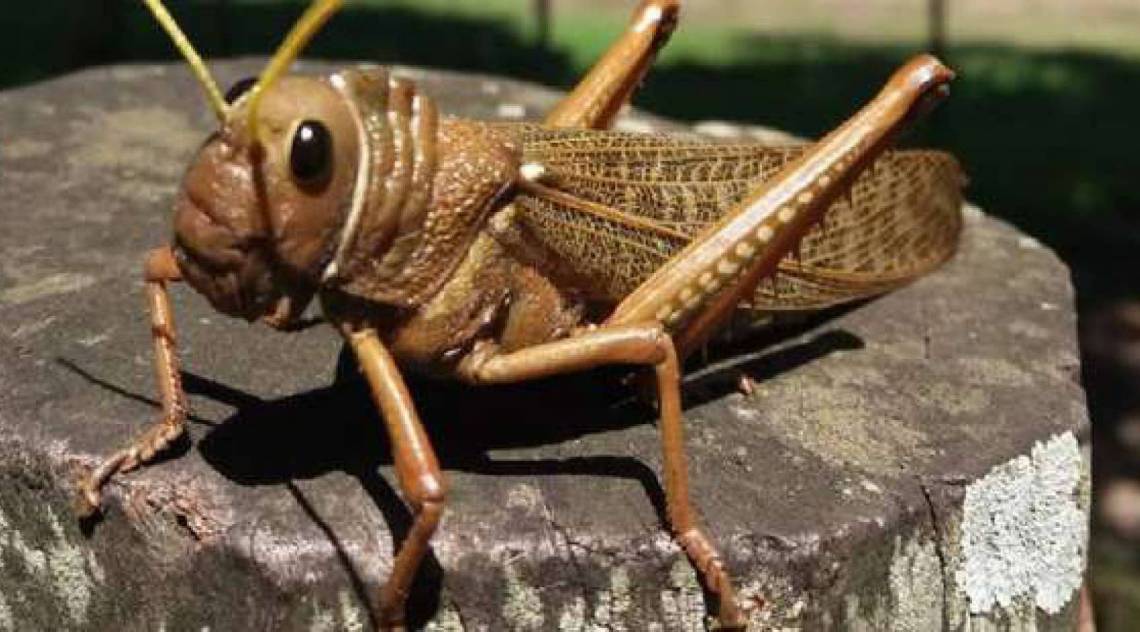 Gafanhoto descoberto é três vezes maior que o normal -  Reprodução/Governo da Argentina