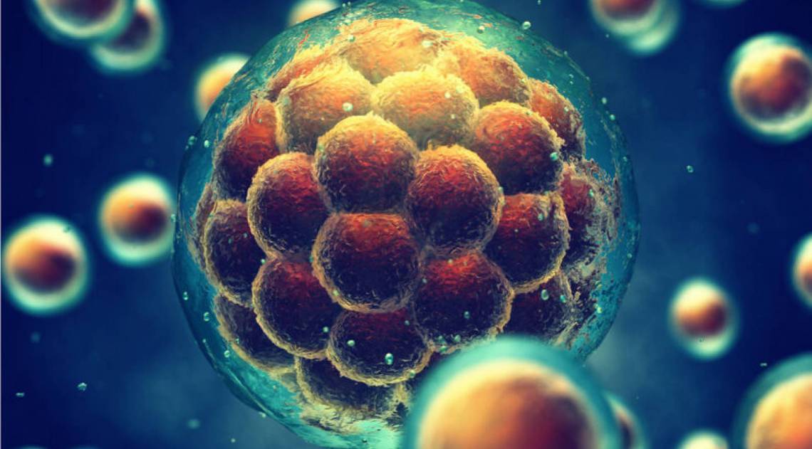 Célula tronco - Foto: Divulgação