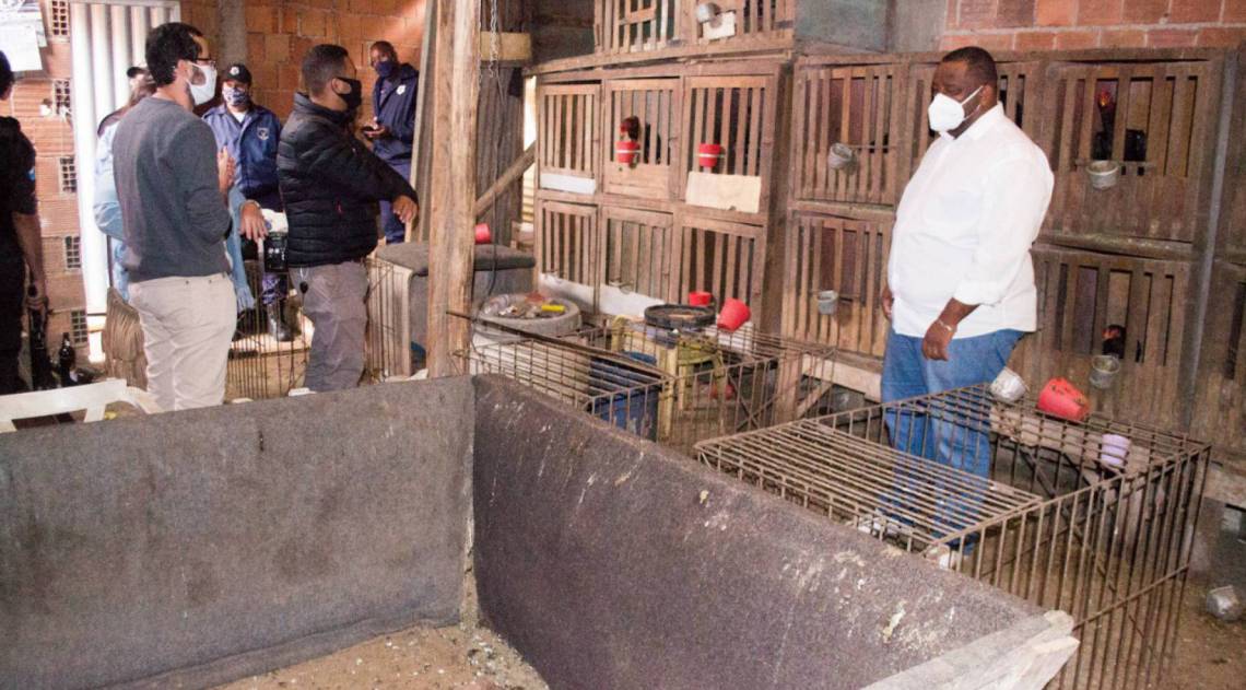 Ação em Volta Redonda apreende galos de rinha no bairro Santo Agostinho - Evandro Freitas
