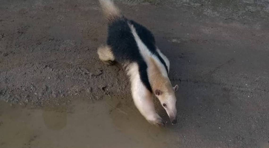 Tamandu&aacute;-mirim &eacute; resgatado e devolvido &agrave; mata - Dirley Domingos