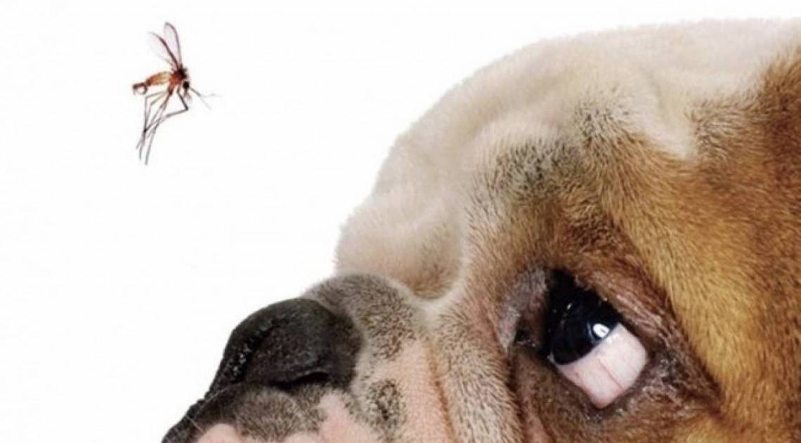 Perigos da Leishmaniose nos cães