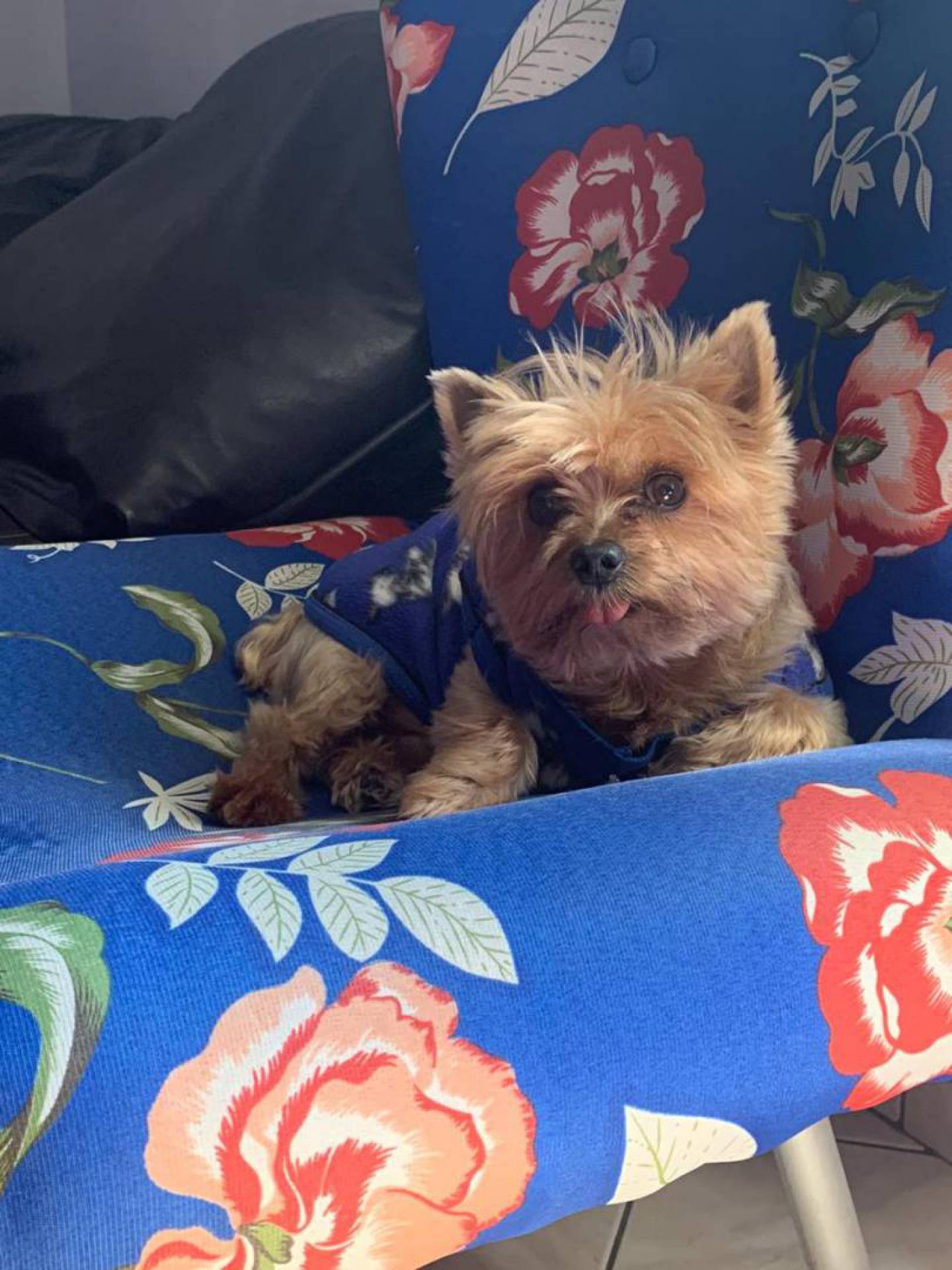 O cachorrinho Mike teve o comportamento alterado durante a pandemia - Arquivo pessoal