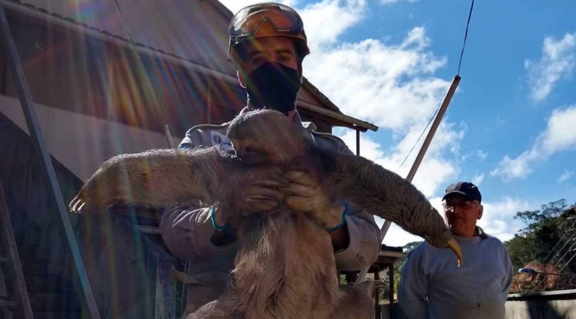 Os donos da residência avistaram o bichinho e chamaram os bombeiros - Divulgação/Corpo de Bombeiros