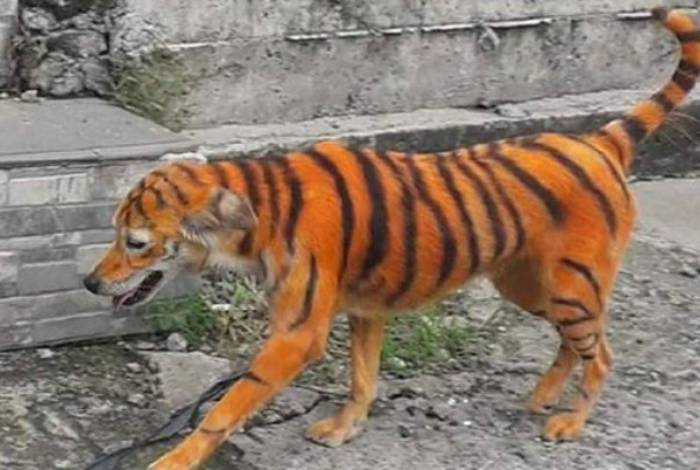 Cachorro é pintado de laranja e preto para parecer um tigre Cachorro é pintado de laranja e preto para parecer um tigre