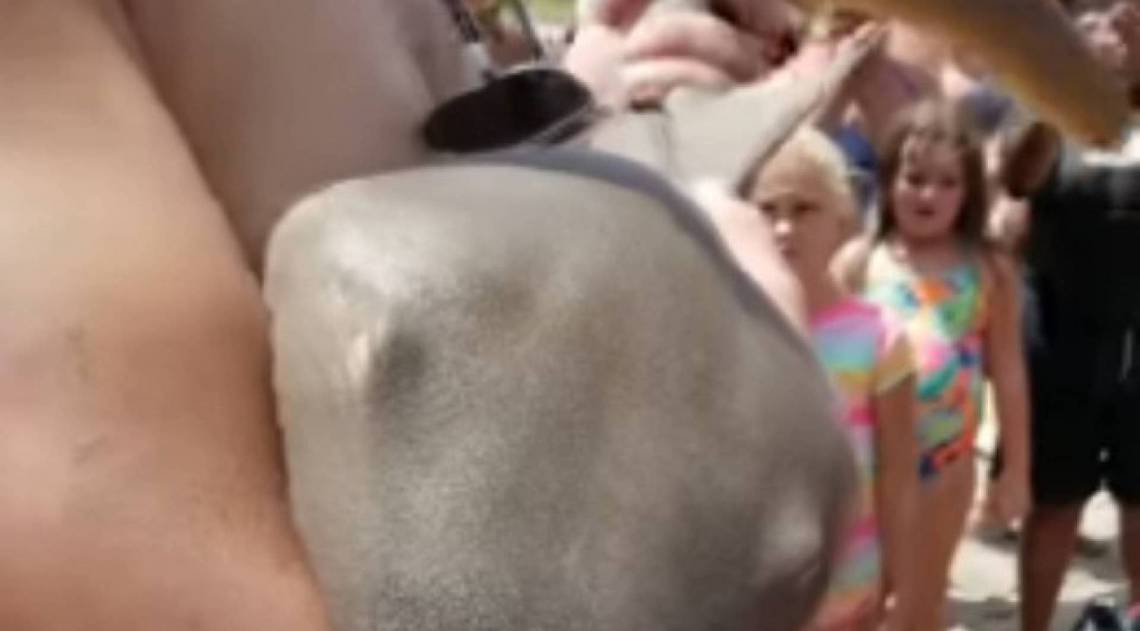 Depois de ser retirado, o animal não resistiu - Reprodução/Youtube