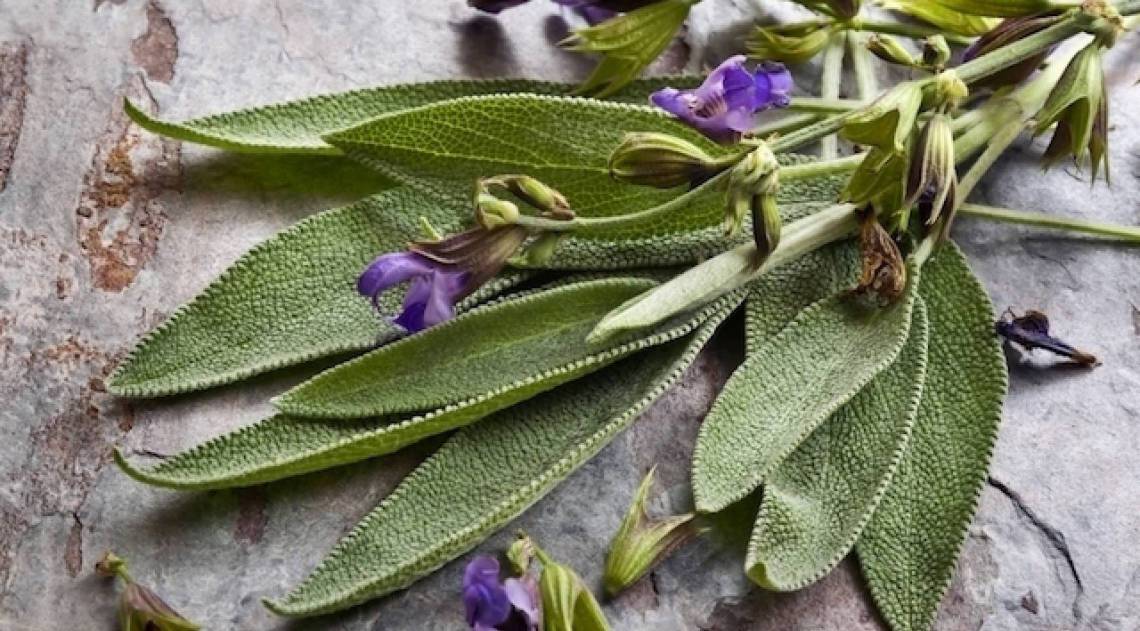 Sálvia - Reprodução de Internet