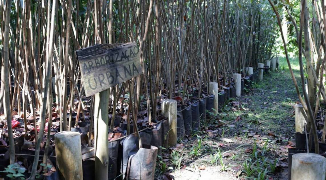 Parque do Ingá em Volta Redonda abriga viveiro de mudas nativas da Mata Atlântica