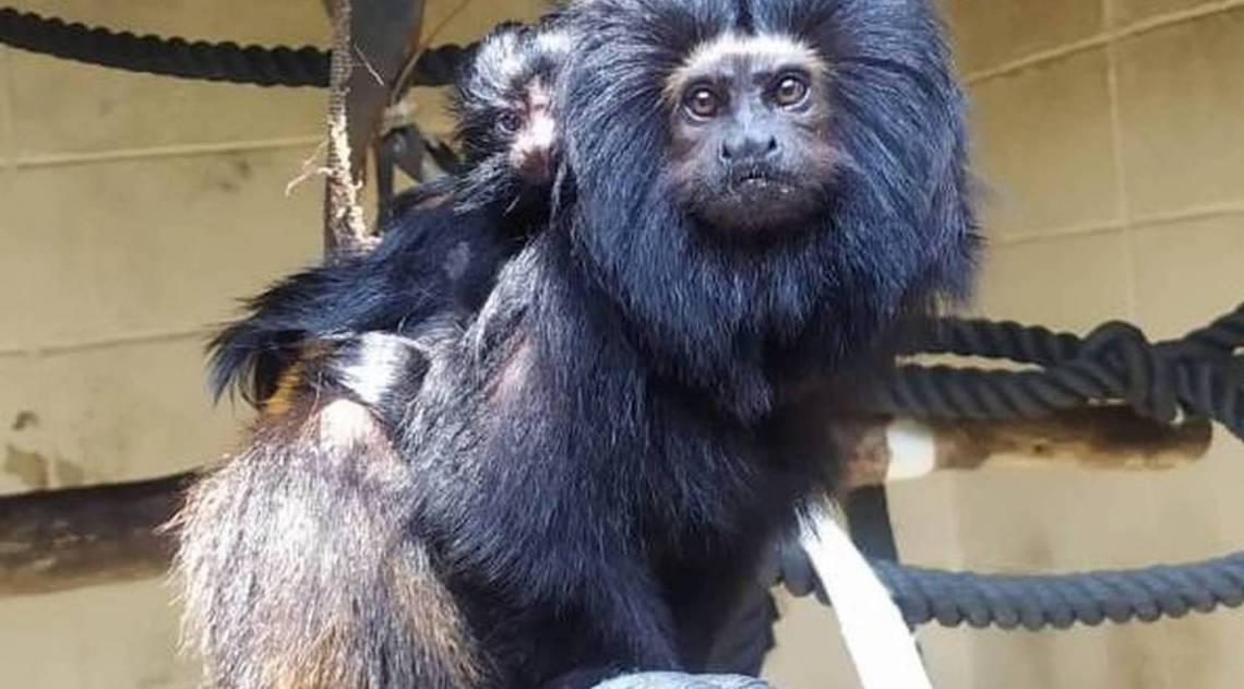 Nasceram no Zool&oacute;gico de S&atilde;o Paulo dois filhotes de mico-le&atilde;o-preto - Ana Maria Macagnan/ZooSP
