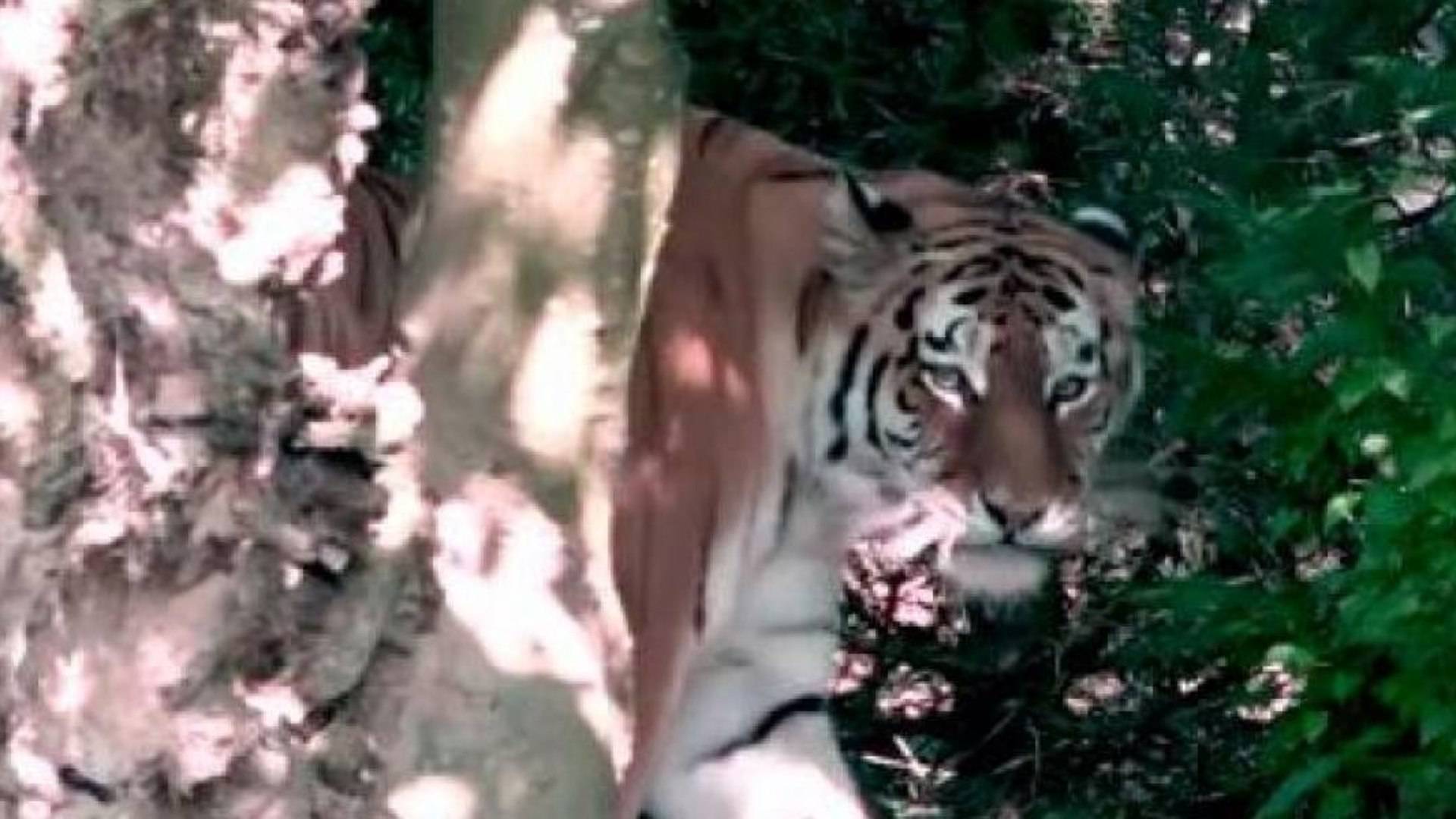 Trag&eacute;dia! Tigre mata e mutila crian&ccedil;a de 10 anos durante passeio em bosque