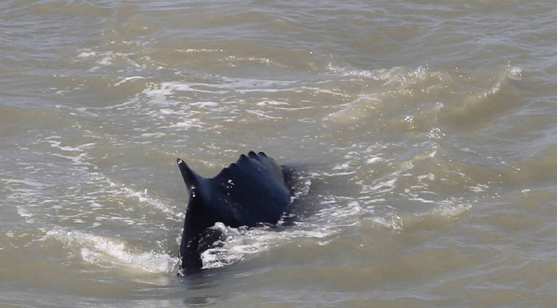 Animais foram vistos dentro do dentro do Parque Nacional de Kakadu, no norte da Austrália