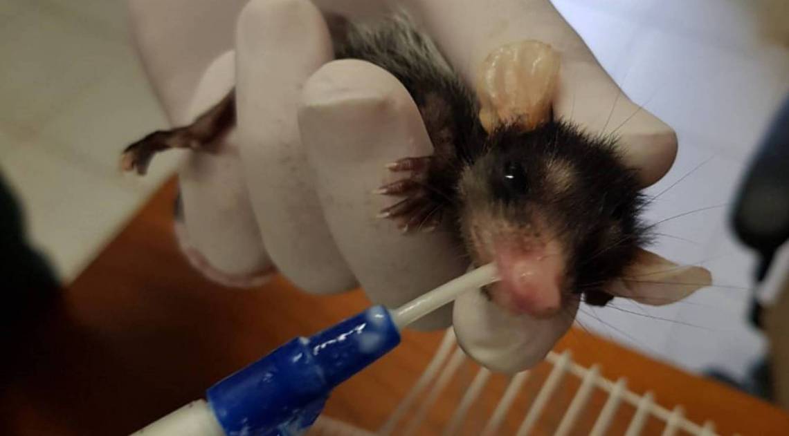 Resgate pode ser acionado pelo telefone 153, que atende no CISP - Divulgação / Guarda Municipal