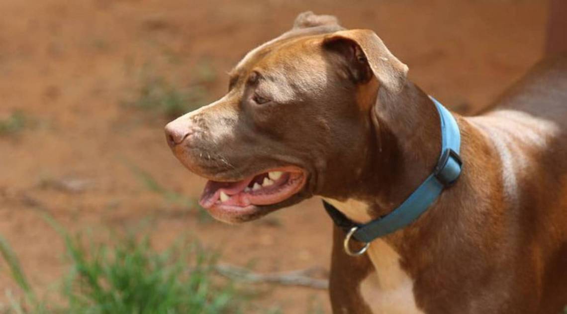 Homem ataca a própria esposa após ela defender cachorro de ataques - Creative Commons