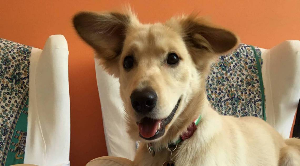 Bicho do leitor: Fred, cachorro da Cristina