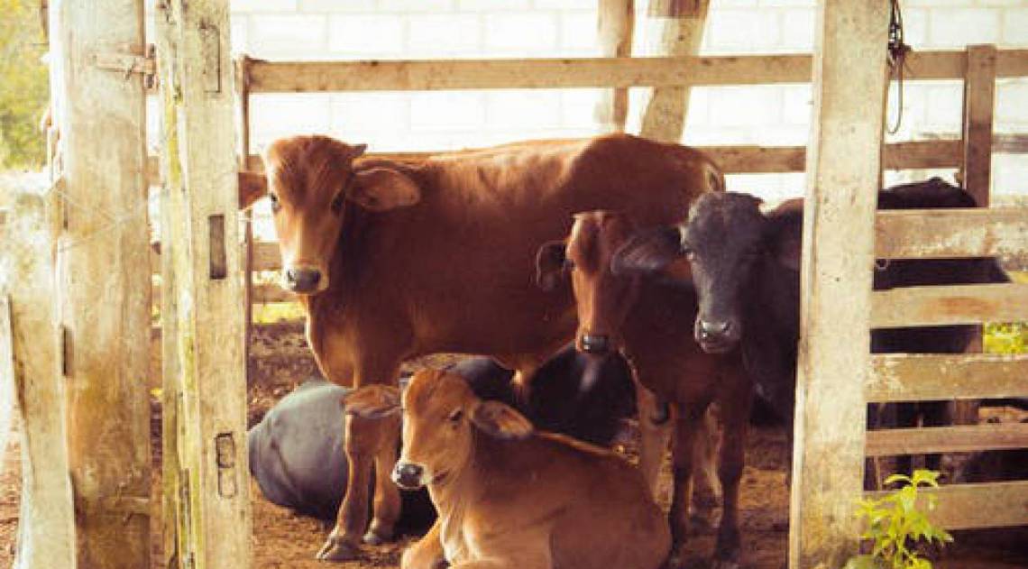 O gado que abra o olho com os novos impostos da Dinamarca