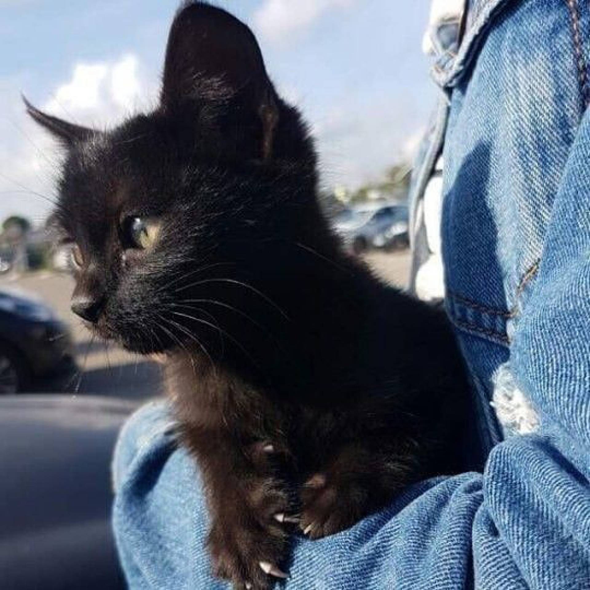 Campanha de vacinação: leve seu bichinho