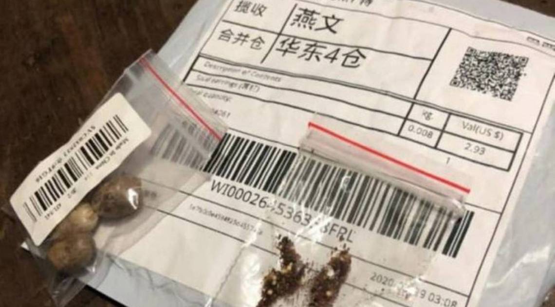 Sementes não solicitadas vieram da Ásia para o Brasil. Autoridades pedem que não sejam plantadas - Gabriel Zapella / Redes sociais