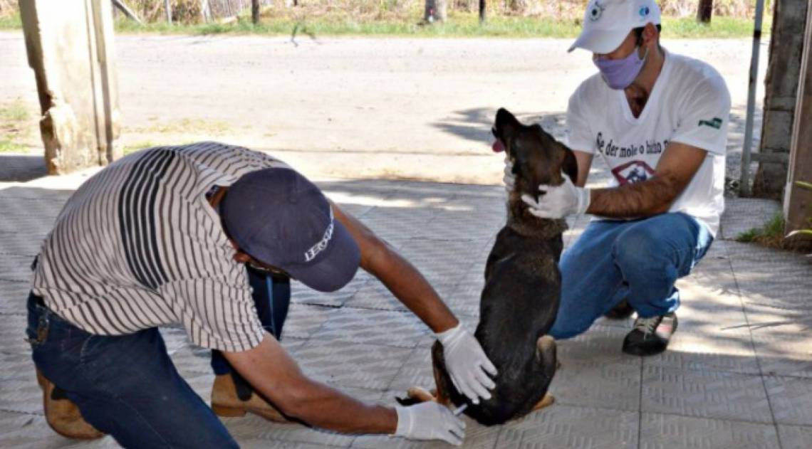 CÃÂ£es e gatos devem ser vacinados - DivulgaÃÂ§ÃÂ£o/PMPR