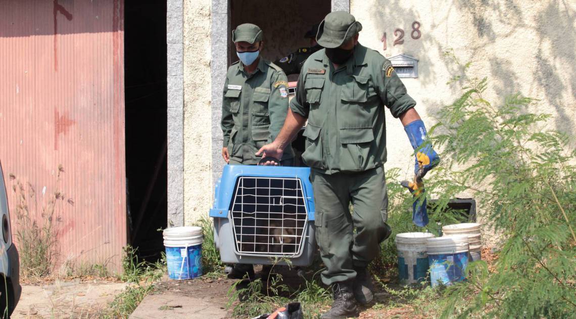 Opera&ccedil;&atilde;o resgata 43 c&atilde;es em Piratininga