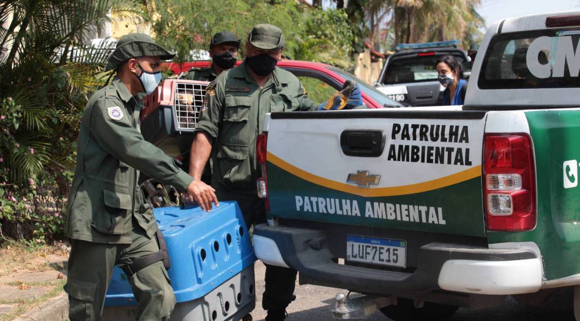 Opera&ccedil;&atilde;o resgata 43 c&atilde;es em Piratininga