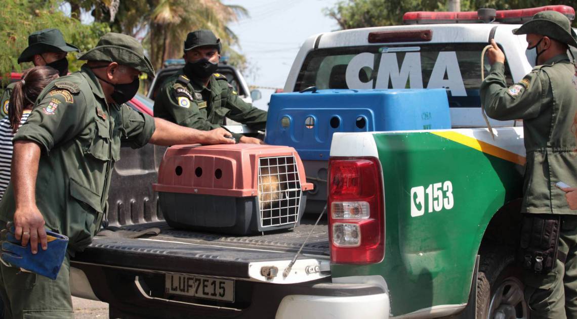 Opera&ccedil;&atilde;o resgata 43 c&atilde;es em Piratininga