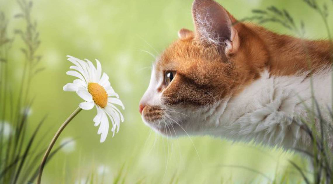 Primavera: estação exige cuidados com o pet