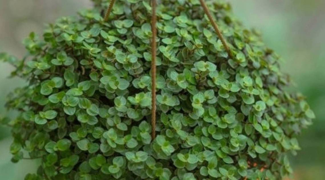 Dinheiro-em-penca - Reprodução de Internet