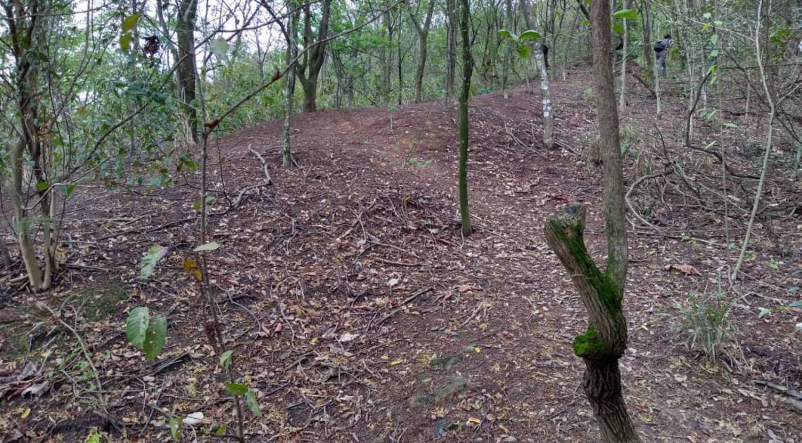 Programa estadual Florestas do Amanhã em São João de Meriti