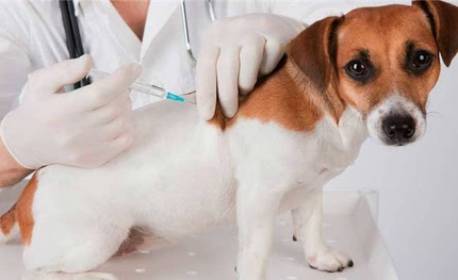 Parque Mariana recebe campanha antirrábica neste sábado