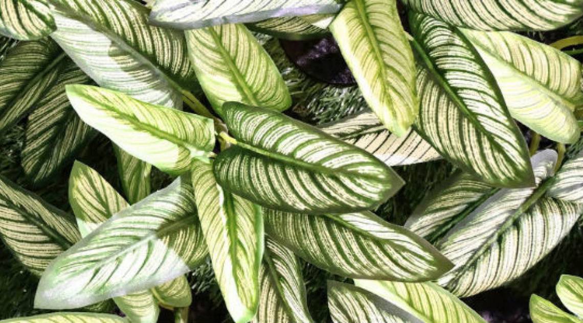 Comigo-ninguém-pode - Reprodução de Internet