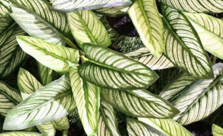 Veja como fazer ritual para a proteção do lar