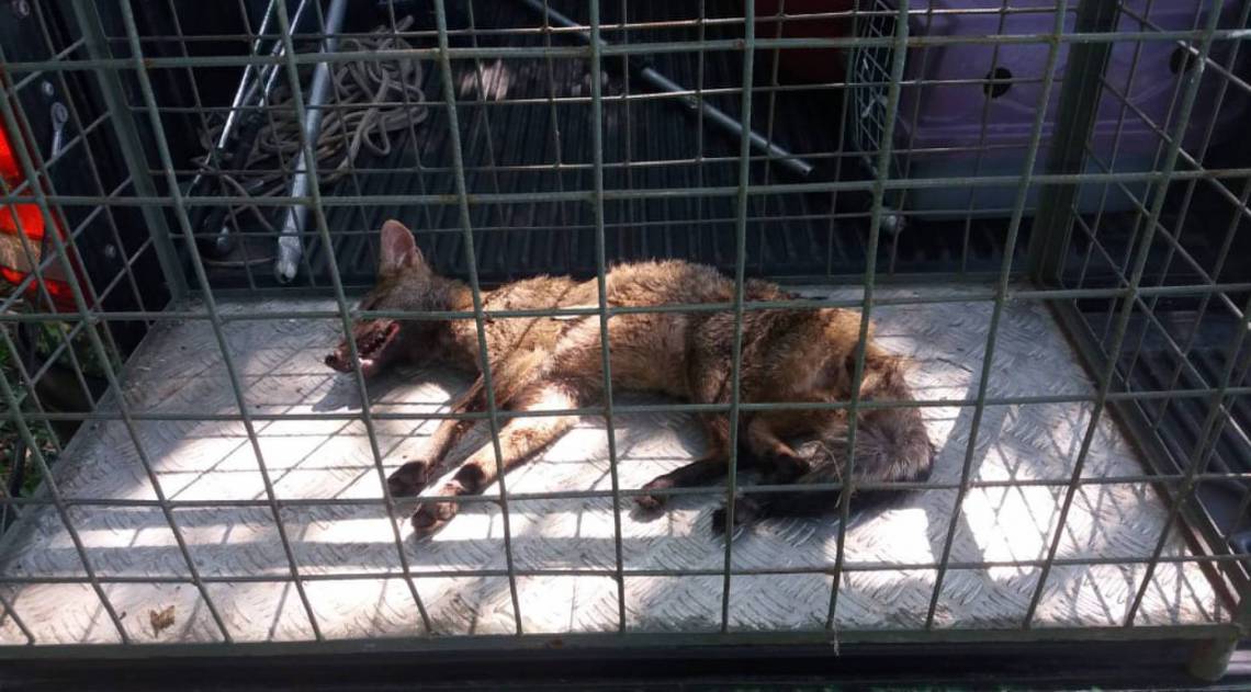 Um cachorro do mato foi encontrado bastante debilitado próximo ao Parque Estadual do Mendanha, Zona Oeste do Rio - Divulgação / Guarda Municipal