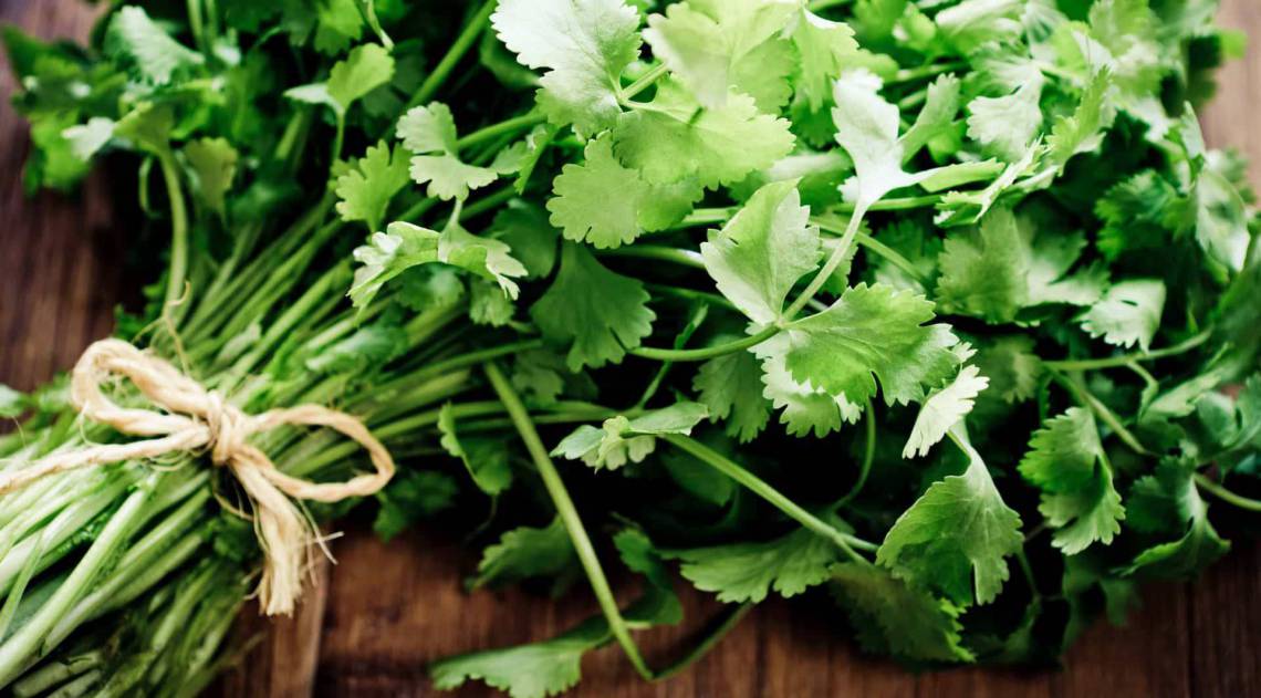 Coentro - Reprodução de Internet