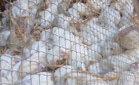 Surto de gripe aviária é detectado perto de Lisboa