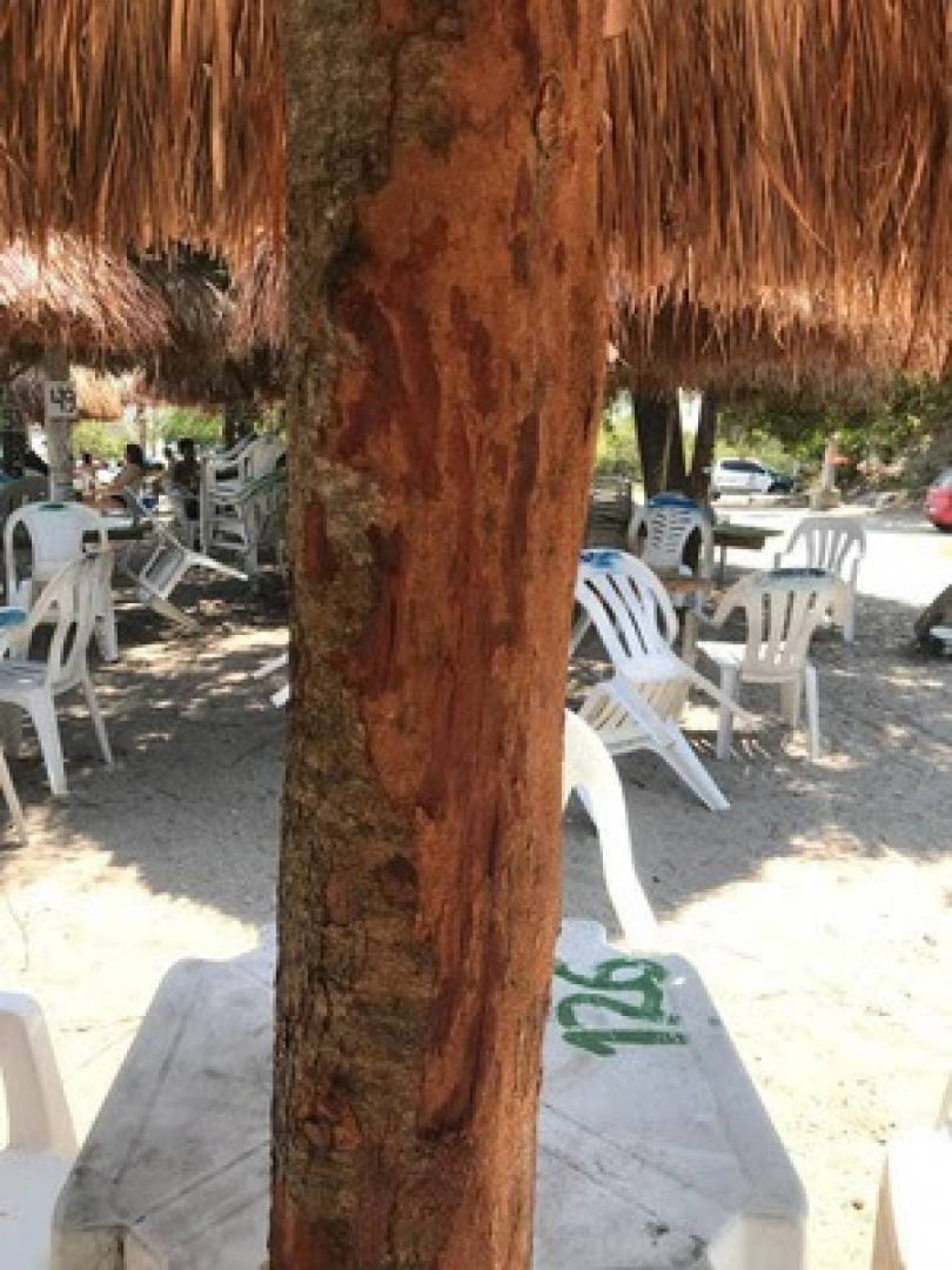 Quiosque é multado na Ilha do Japonês em Cabo Frio por corte irregular de árvore