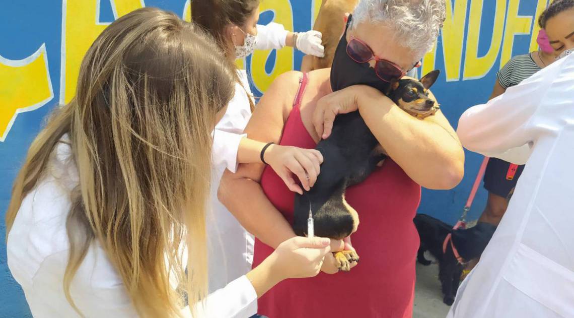 Vacina&ccedil;&atilde;o antirr&aacute;bica em S&atilde;o Jo&atilde;o de Meriti, primeira fase da campanha