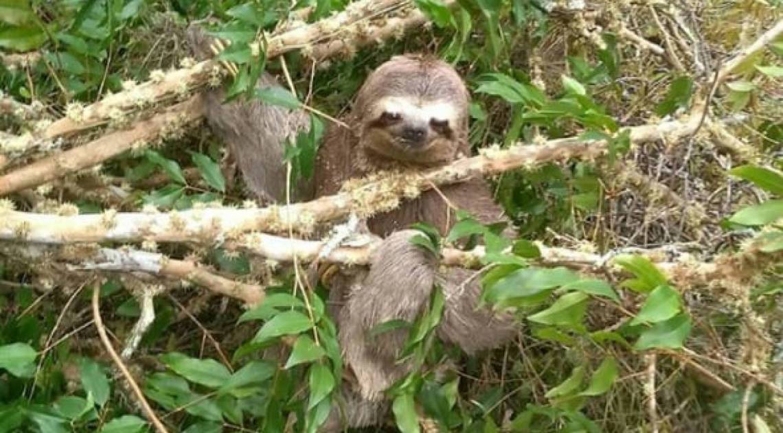 Preguiça foi solta em área de mata do Parque EStadual dos Três Picos