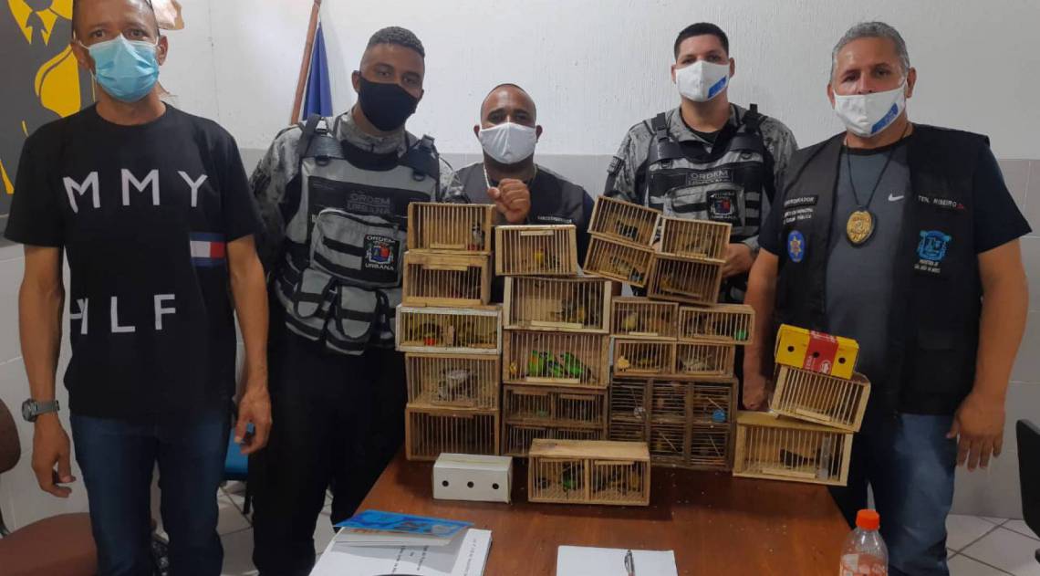 Agentes da Ordem Urbana apreenderam aves silvestres em feira - Divulgaçaõ