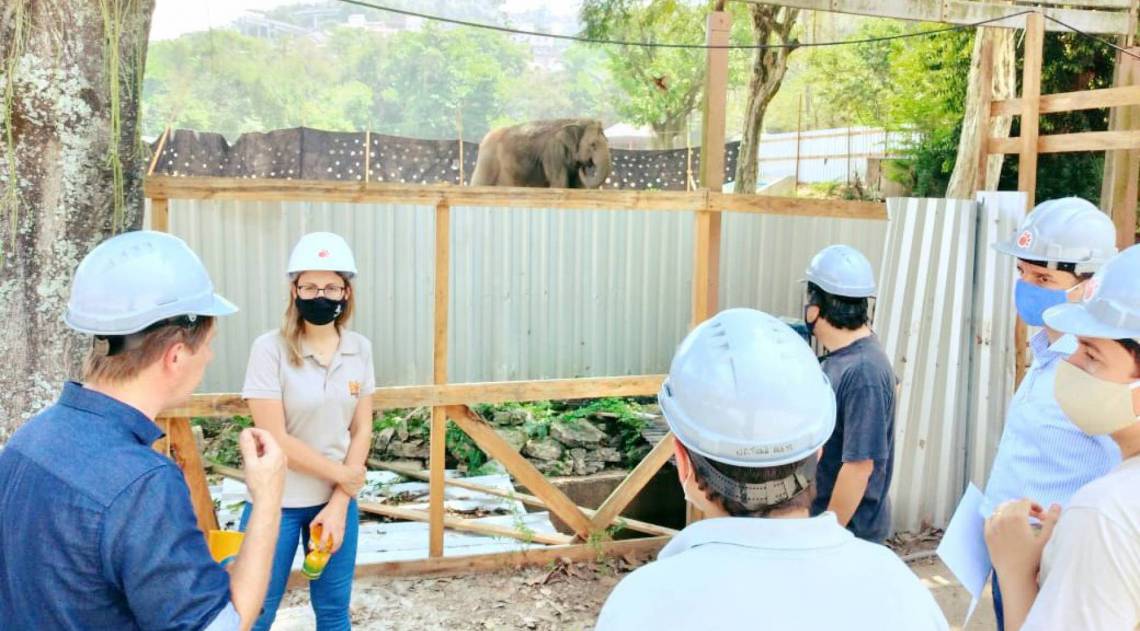 Animais ficam separados por tapumes, o que não os impede de conviver com barulhos e poeira das obras - Comissão de Saúde Animal/Divulgação