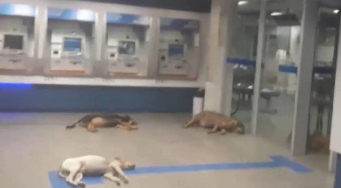 Cachorrada tira uma soneca no fresquinho do ar-condicionado do banco em Ubá, Minas - Reprodução/Facebook