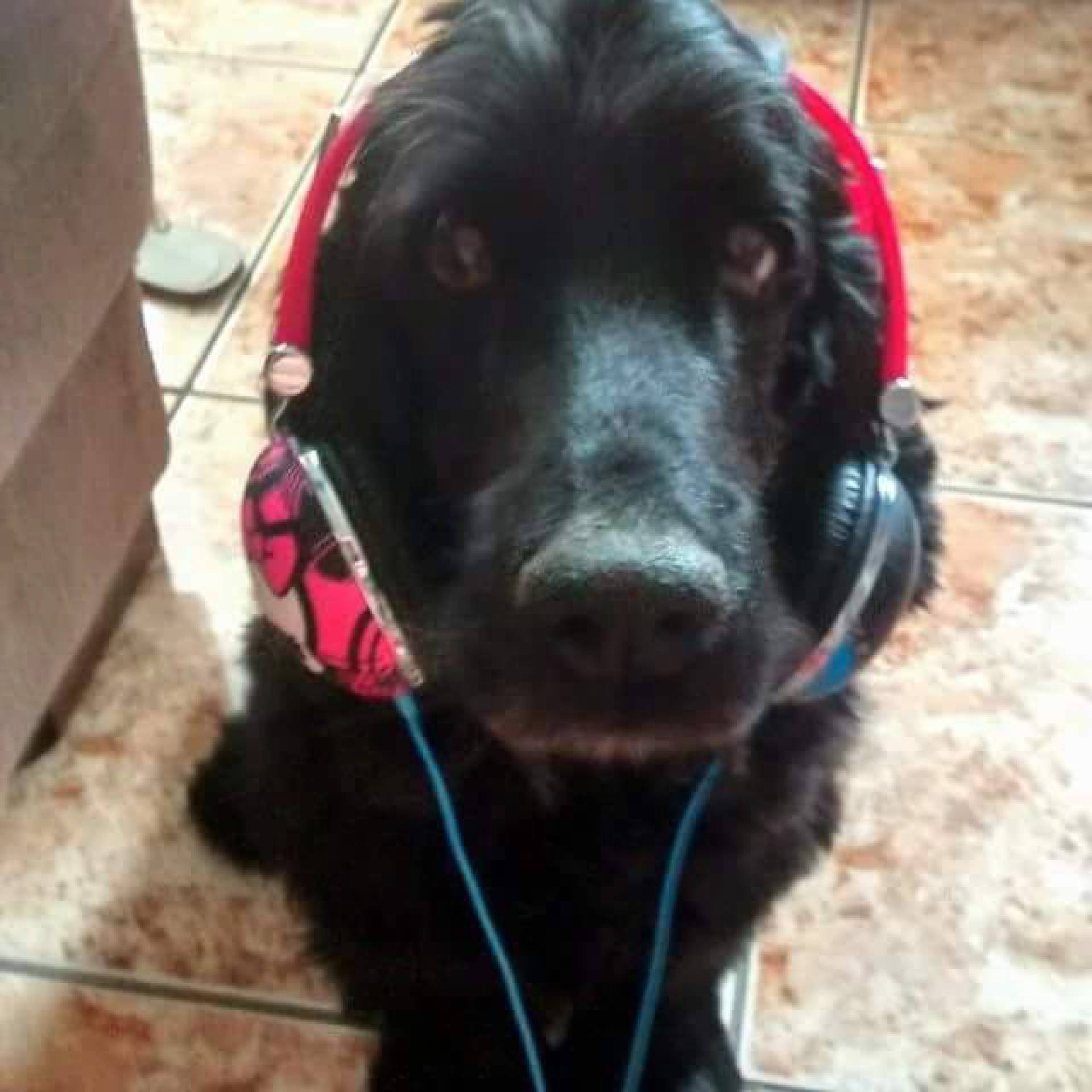 Cocker spaniel ingl&ecirc;s, Ozzy Osbourne, hoje em dia gosta mas de cafun&eacute; que correr