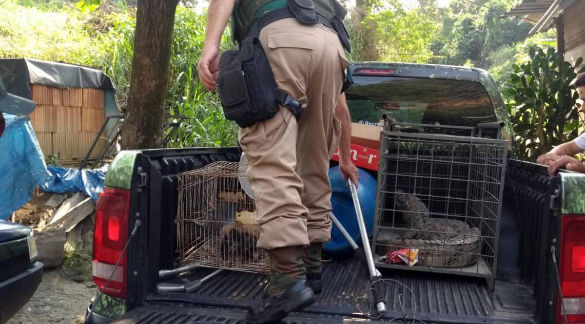 Patrulha ambiental resgata jacarÃ© em quintal de residÃªncia no Tanque