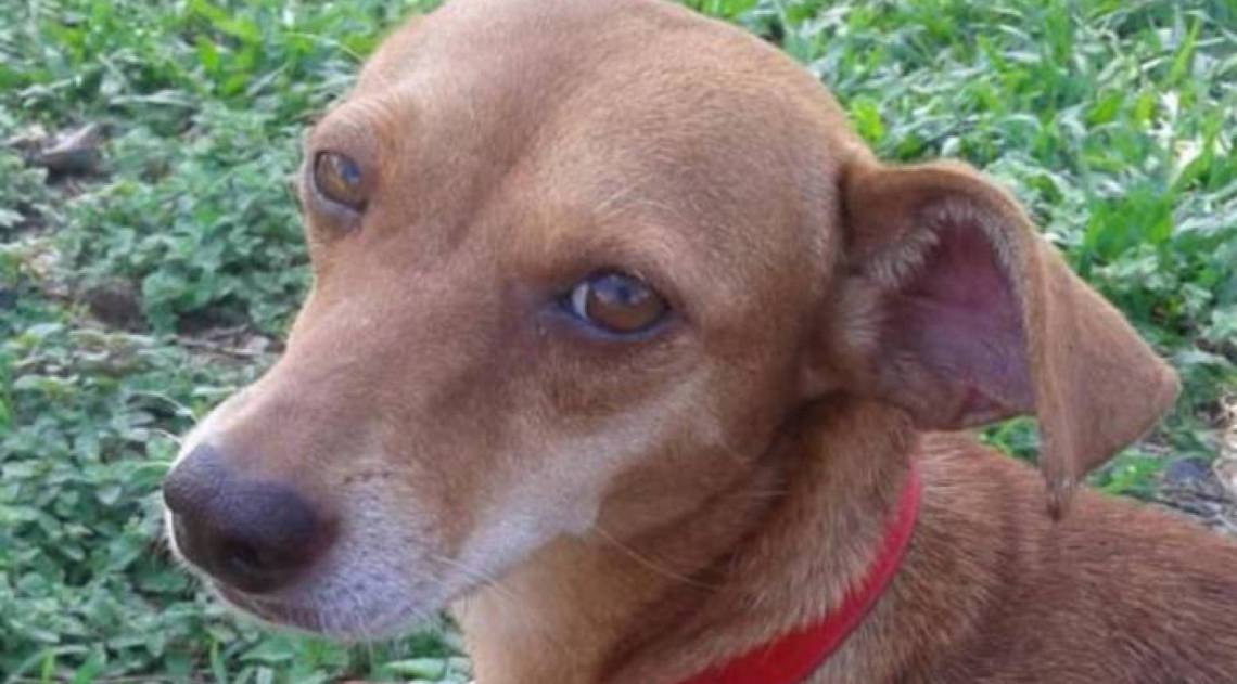 Cadela foi morta a tiro por dono do mercado - Reprodução