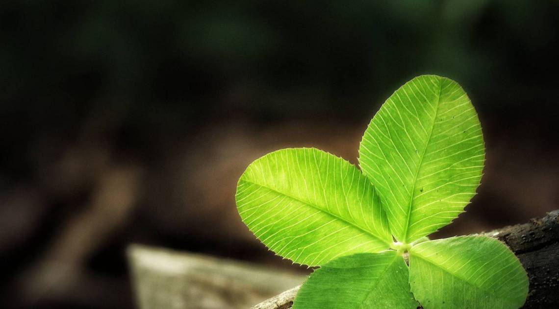 Trevo-de-quatro-folhas - Reprodução de Internet