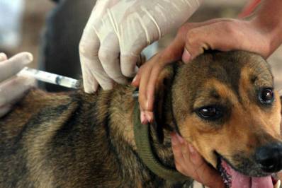 ESPECIAL PETS Vacinação em sistema drive thru