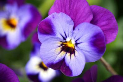 Saiba como fazer ritual para atrair amor e proteção