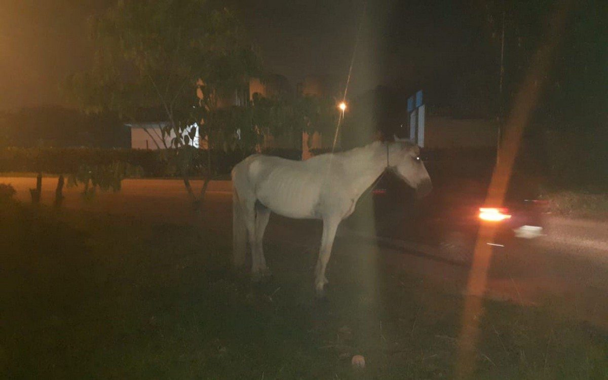 Animal que puxava a carroça foi resgatado por familiares das vítimas - Divulgação / Guarda Municipal  